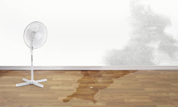 Best Water damage restoration company  in Jensen Beach, FL