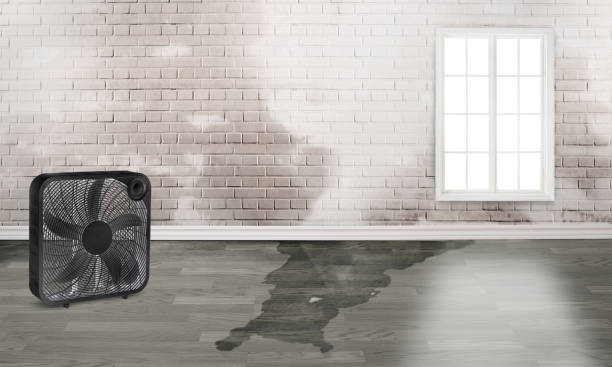 Best Residential water damage restoration  in Jensen Beach, FL